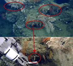 Attēlu rezultāti vaicājumam “Tubifera applanata sessile”