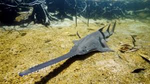 Image result for Pristis pristis