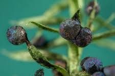 Attēlu rezultāti vaicājumam “Physarum psittacinum spores”