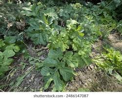 Attēlu rezultāti vaicājumam “Angelica archangelica leaf”