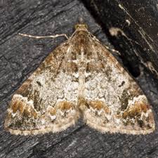 Attēlu rezultāti vaicājumam “Dysstroma truncata”