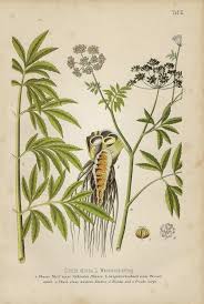 Attēlu rezultāti vaicājumam “Cicuta virosa”