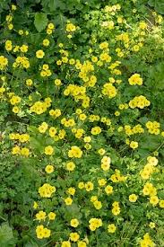 Image result for Helichrysum subulifolium