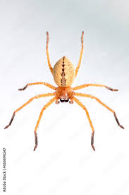 Attēlu rezultāti vaicājumam “Sparassidae”