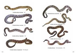 Attēlu rezultāti vaicājumam “Serpentes”