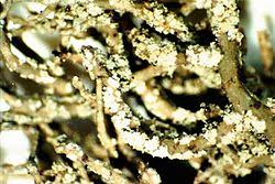 Attēlu rezultāti vaicājumam “Usnea hirta”