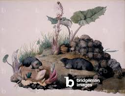 Attēlu rezultāti vaicājumam “Talpa europaea”