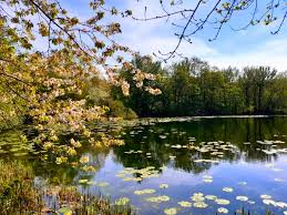 Image result for Sandwell Valley Sailing Club