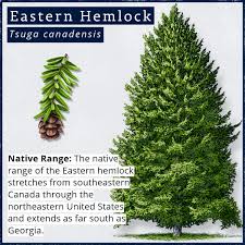 Attēlu rezultāti vaicājumam “Tsuga canadensis”