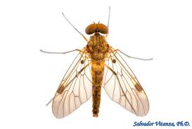 Attēlu rezultāti vaicājumam “Rhagionidae”