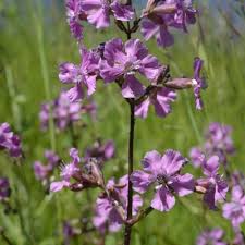 Attēlu rezultāti vaicājumam “Silene viscaria”