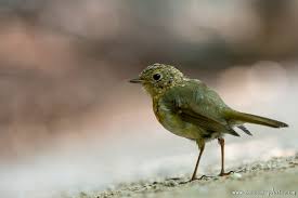 Attēlu rezultāti vaicājumam “Erithacus rubecula juvenile”