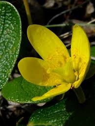 Attēlu rezultāti vaicājumam “Saxifraga hirculus flower”