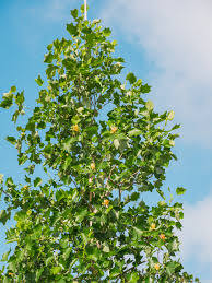 Attēlu rezultāti vaicājumam “Liriodendron tulipifera”