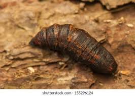 Attēlu rezultāti vaicājumam “Lygistopterus sanguineus larva”