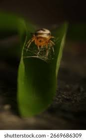 Attēlu rezultāti vaicājumam “Phylloneta cocoon”