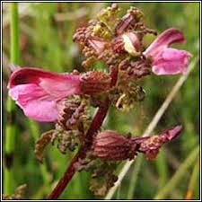 Attēlu rezultāti vaicājumam “Pedicularis palustris”