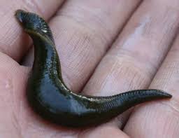 Attēlu rezultāti vaicājumam “Haemopis sanguisuga”