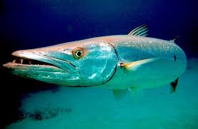 Image result for Dive Barracuda