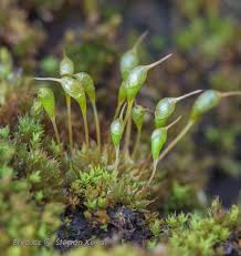 Attēlu rezultāti vaicājumam “Eurhynchiastrum pulchellum macro”