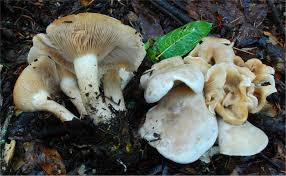 Attēlu rezultāti vaicājumam “Lepista sp.”