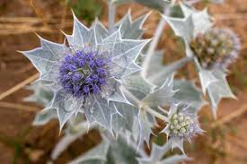 Attēlu rezultāti vaicājumam “Eryngium maritimum leaf”