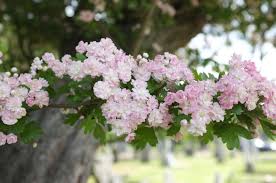 Attēlu rezultāti vaicājumam “Crataegus macracantha flower”