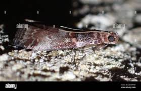 Attēlu rezultāti vaicājumam “Acrobasis advenella”