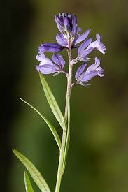 Attēlu rezultāti vaicājumam “Polygala vulgaris”