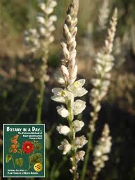 Attēlu rezultāti vaicājumam “Polygalaceae”