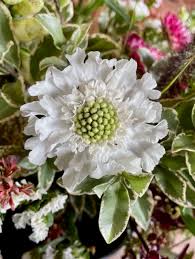Image result for scabiosa caucasica