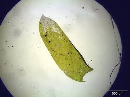 Attēlu rezultāti vaicājumam “Neckera complanata sporophyte”