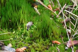 Attēlu rezultāti vaicājumam “Dicranales”