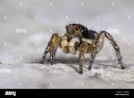 Attēlu rezultāti vaicājumam “Aelurillus v-insignitus”