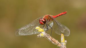 Attēlu rezultāti vaicājumam “Sympetrum sanguineum”