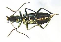 Attēlu rezultāti vaicājumam “Chrysanthia viridissima”