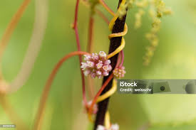 Attēlu rezultāti vaicājumam “Cuscuta europaea flower”