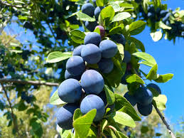 Attēlu rezultāti vaicājumam “Libanotis montana fruit”