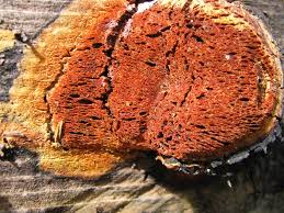 Attēlu rezultāti vaicājumam “Hapalopilus aurantiacus”