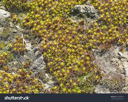 Attēlu rezultāti vaicājumam “Syntrichia ruralis var. ruralis”