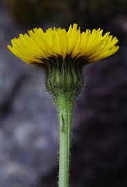 Attēlu rezultāti vaicājumam “Hypochaeris maculata”