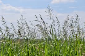 Attēlu rezultāti vaicājumam “Bromopsis inermis fruit”