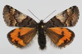 Attēlu rezultāti vaicājumam “Archiearis parthenias”