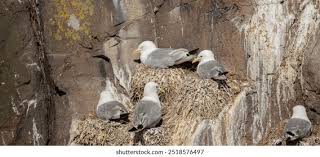 Attēlu rezultāti vaicājumam “Rissa tridactyla nest”