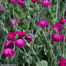 Image result for Lychnis coronaria