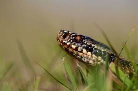 Attēlu rezultāti vaicājumam “Vipera berus adult”
