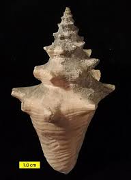 Image result for Aliger gigas