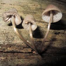 Attēlu rezultāti vaicājumam “Mycena stipata”