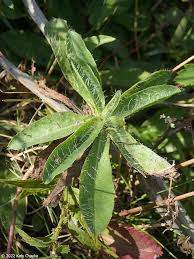 Image result for Hieracium aurantiacum
