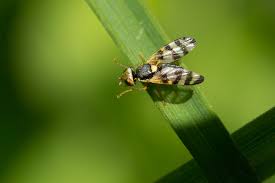 Attēlu rezultāti vaicājumam “Urophora jaceana”